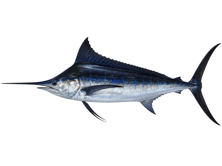 Black Marlin illustration, Cabo San Lucas