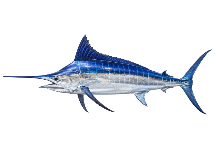 Blue Marlin illustration, Cabo San Lucas