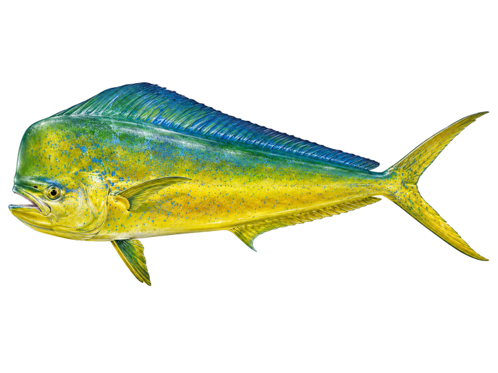 Dorado illustration, Cabo San Lucas