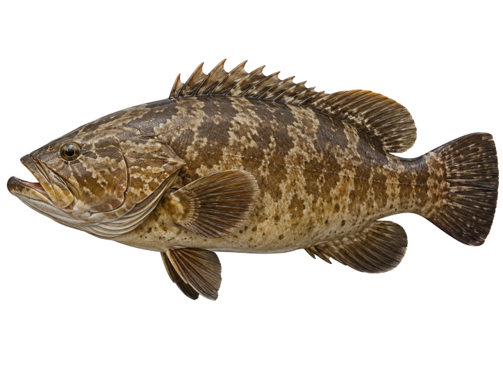 Grouper illustration, Cabo San Lucas
