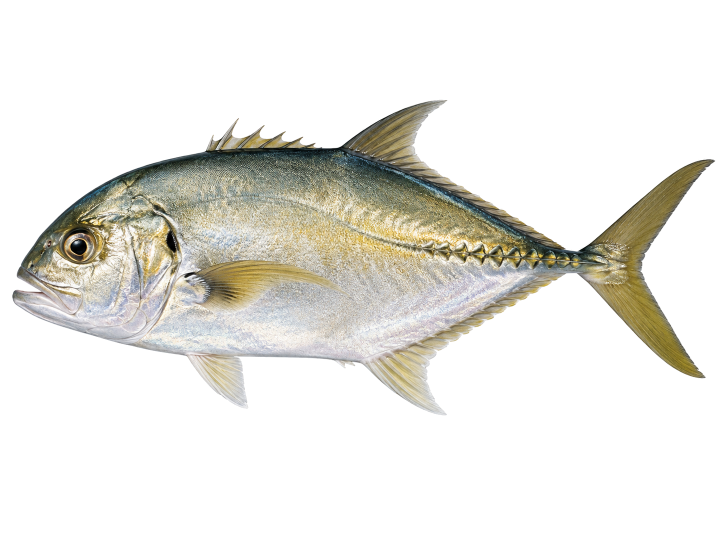 Jack Crevalle illustration, Cabo San Lucas