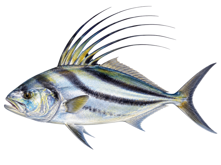 Roosterfish illustration, Cabo San Lucas