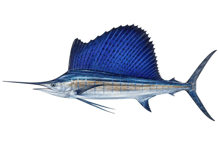 Sailfish illustration, Cabo San Lucas