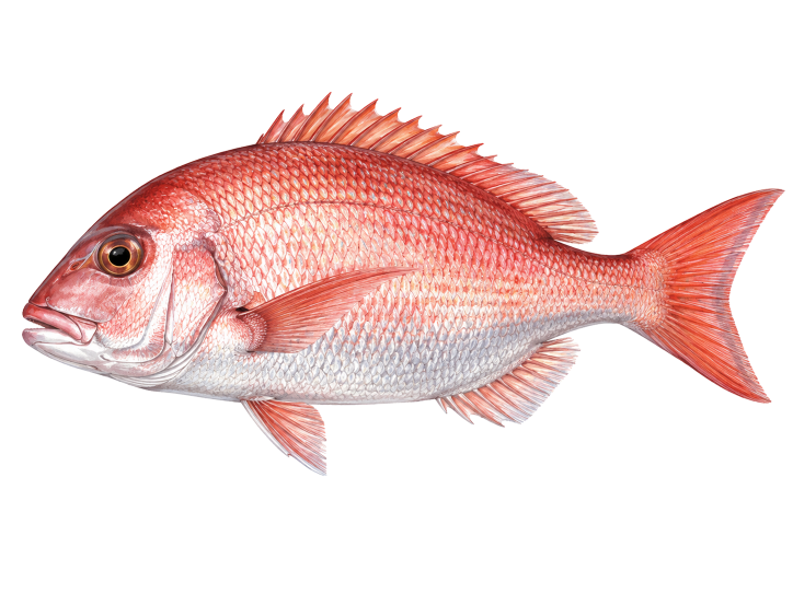 Snapper illustration, Cabo San Lucas