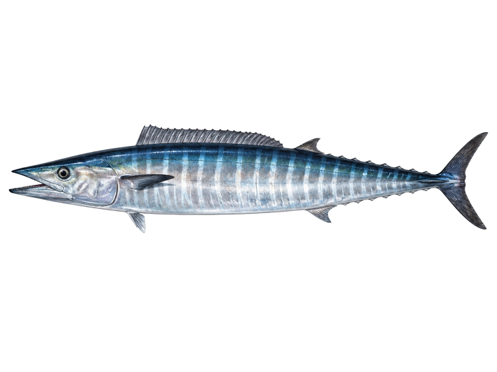 Wahoo illustration, Cabo San Lucas